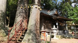 そびえ立つ子宝の杉