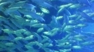 イルカショーは大迫力！！水濡れ覚悟で…