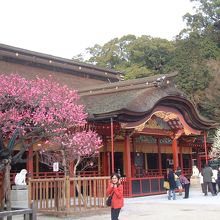 太宰府天満宮で撮影