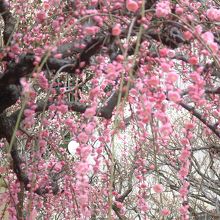 太宰府天満宮で撮影