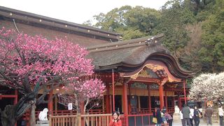 大分・福岡観光?　太宰府天満宮を参拝・梅林が最高に見頃でした。