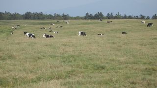 のどかな高原を散歩