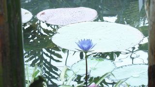 意外にも、レッサーパンダがたくさん