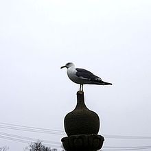 餌を狙うカモメ