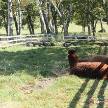 アルパカも休憩中