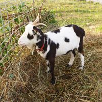 敷地内にいるパンダヤギ