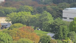 地元でも花見スポットだそう