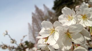 桜の時期がオススメです