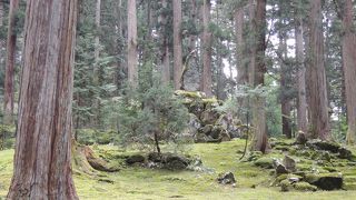 杉の大木や広がる苔の雰囲気が素敵　　平泉寺白山神社