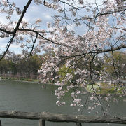 桜の季節がオススメ