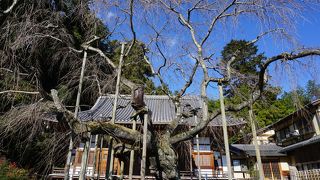 栃木市指定天然記念物の岩しだれ