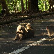 原生林の中を走る