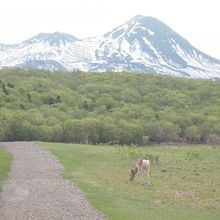 展望台横の草原