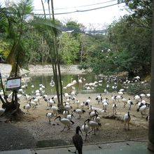 放し飼いの鳥がいっぱいで怖い