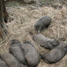 ペッカリー集団