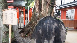 樹齢５００年の神木