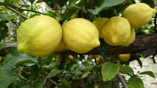 ラ リモナイア デル キャッスル