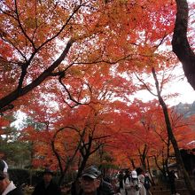 紅葉のトンネル