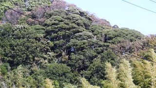 峰市民の森