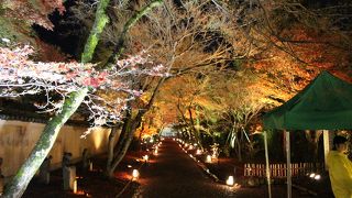 京都紅葉シーズン中のライトアップの名所
