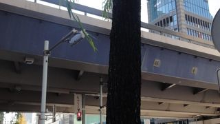 銀座の柳は生き残っています