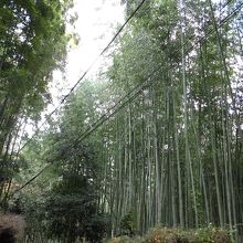 竹の緑が美しい