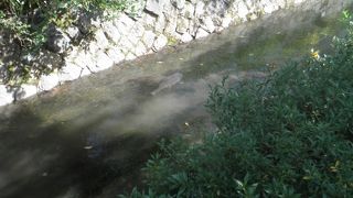 小川に魚も泳いでいました