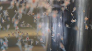 たくさんのクリオネ