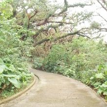門の裏側に広がる聖地の樹林帯