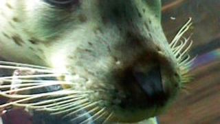 レッサーパンダがかわいい