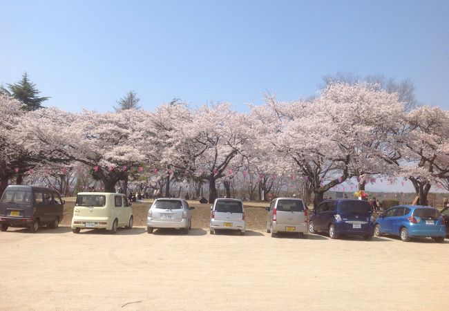 桜の季節は逃せない！