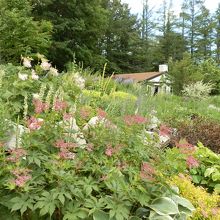 【風のガーデン】の花々。懐かしい建物が見えて来ました。