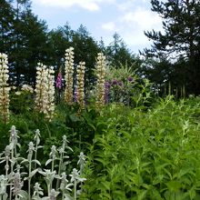 ガーデンの花々。北海道の気候に合った成長をするそうです。