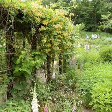 蔓状の植物もあります。