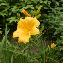 黄色い花。美しいですね。