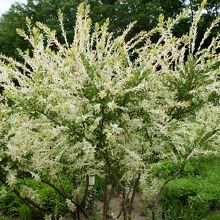 こういう花もありました。初めて見ます。