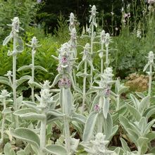 見たときがあるような、ないような植物でした。