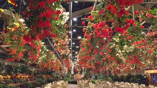 暖かい部屋とベゴニアに癒されました。