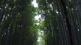 ポスターで見た嵐山の竹林を歩く