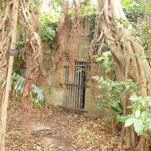 亜熱帯の植物に覆われた壕の入口