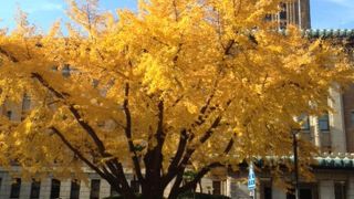 銀杏の綺麗な時期がオススメです