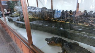 ワニがたくさん