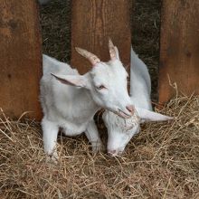 約１２０頭のやぎを飼育しているそうです。