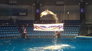 イルカのショーがかわいらしい