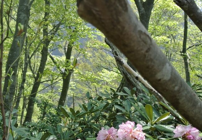 石楠花の山