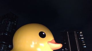 またまた来ましたRUBBER DUCK！