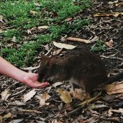 鳥の方が印象に残るオーストラリアの動物園