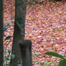 落ち葉が美しい。