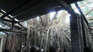 台南が熱帯地方であることが実感できる。