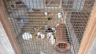 動物もたくさんいますよ、四季の森